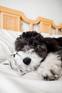 Portrait of dog relaxing on bed at home