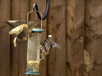 Birds perching on wooden post