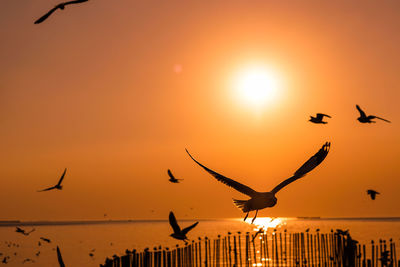 Seagulls flying in sky during sunset