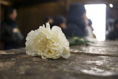 Close-up of flower