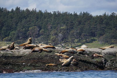 Flock of birds in water against sky