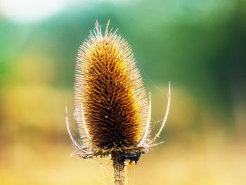 Close-up of insect on thistle