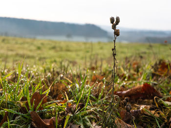 Close-up of plants growing on land