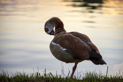 View of duck at lakeshore