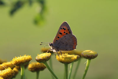 Close-up of butterfly pollinating on yellow flower