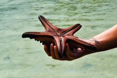 Close-up of cropped hand in water