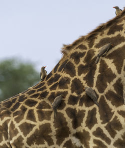 The relationship between the oxpecker birds and giraffes