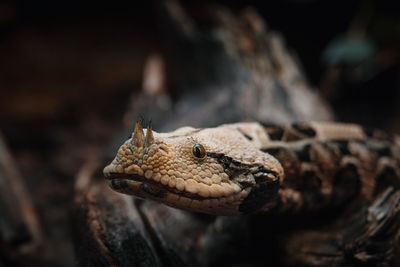 Close-up of lizard