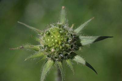 Close-up of flower bud