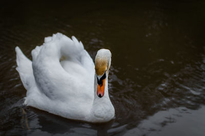 Close-up of swan swimming on pond