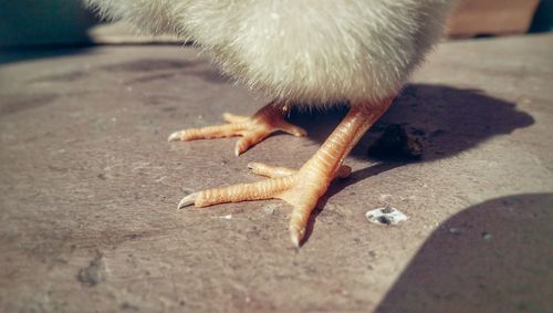 Cropped image of chicken on concrete footpath