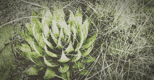 Close-up of plants growing on field