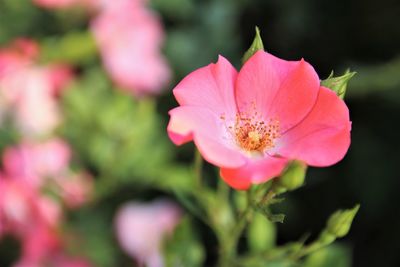 Close-up of pink flower