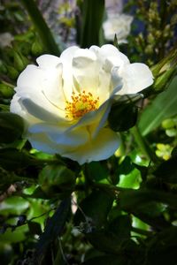 Close-up of white flower