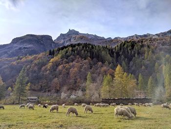Sheep grazing on field against mountains