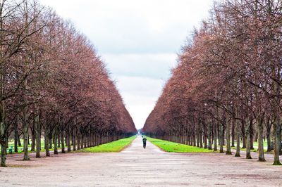 Footpath amidst trees in park against sky