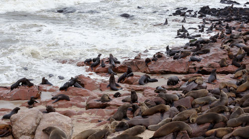 High angle view of sea lion on beach