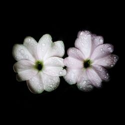 Close-up of water drops on black background