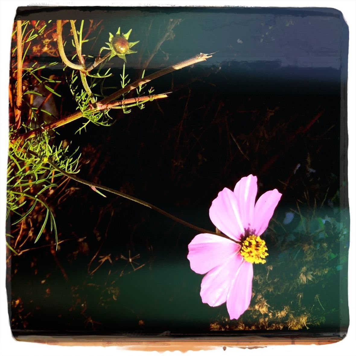 CLOSE-UP OF FLOWER FLOATING IN WATER