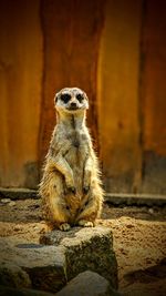 meerkat