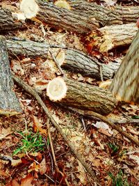 Close-up of fungus growing on tree trunk