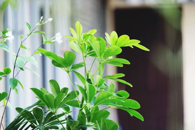 Close-up of fresh green plant