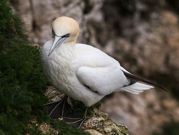 Close-up of bird perching on rock