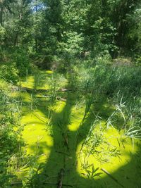 Scenic view of lake in forest