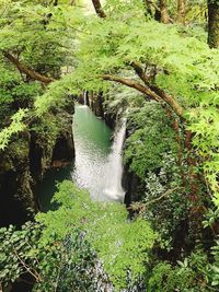 Scenic view of waterfall in forest