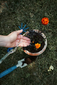 High angle view of hand holding flowering plant on field