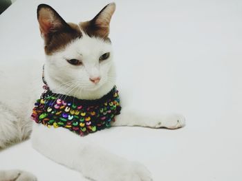 Close-up portrait of a cat against white background
