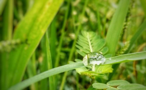 Close-up of insect on plant