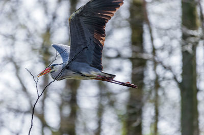 Close-up of eagle flying against blurred background