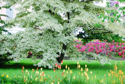 Flowering plants by lake in park