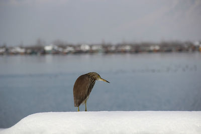 Bird flying over frozen lake during winter