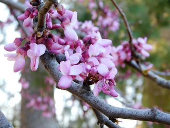 Close-up of cherry blossoms on tree