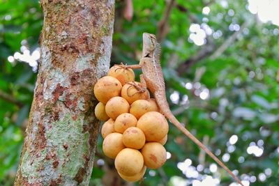 Close-up of fresh fruits on tree trunk