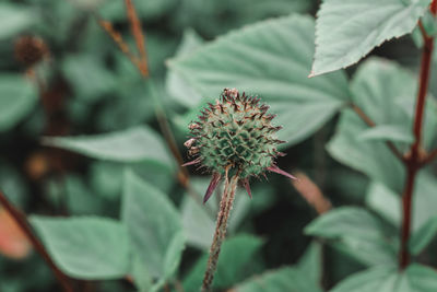 Close-up of red flowering plant