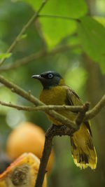 Close-up of bird perching on branch