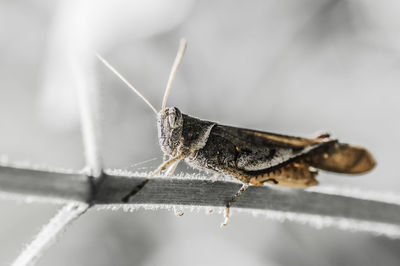 Close-up of grasshopper