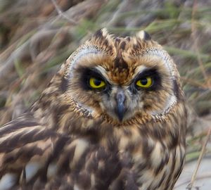 Close-up of owl