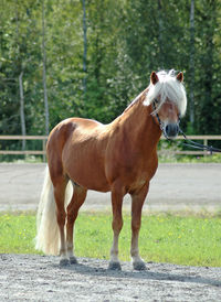 Horse standing in ranch