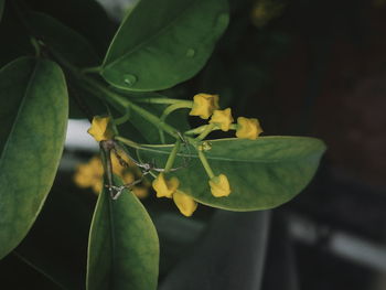 Close-up of fruit on plant