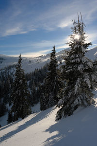 Snow covered plants by trees against sky