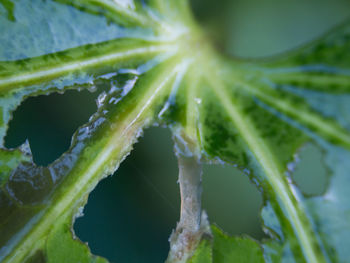 Full frame shot of fresh green leaf