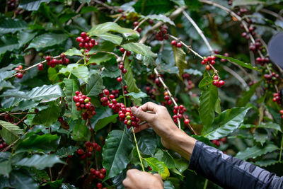 Cropped hand of woman holding berries at farm