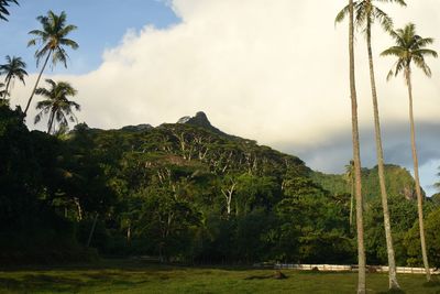 Scenic view of palm trees on landscape against sky