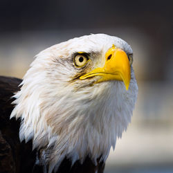 Close-up of eagle