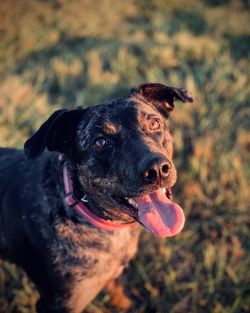 Close-up of dog sticking out tongue on land