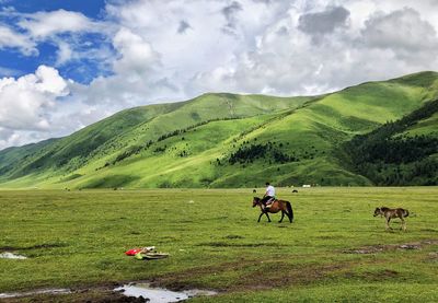 Horses in a field